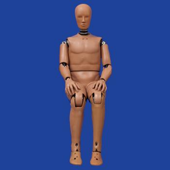 Crash test dummy 50th Percentile Adult Male Hybrid III 