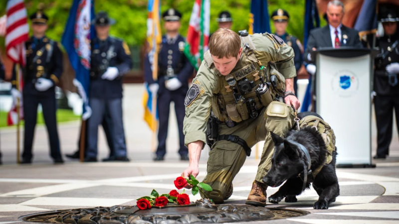 Police officer and police dog placing a rose on a memorial